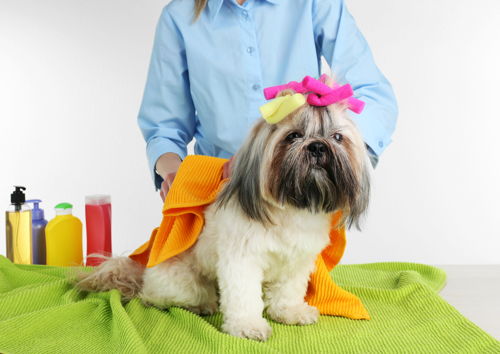 Vet Covering the Shih Tzu Dog with a Towel 