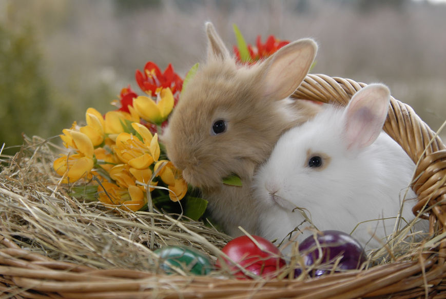 Rabbits on a Basket