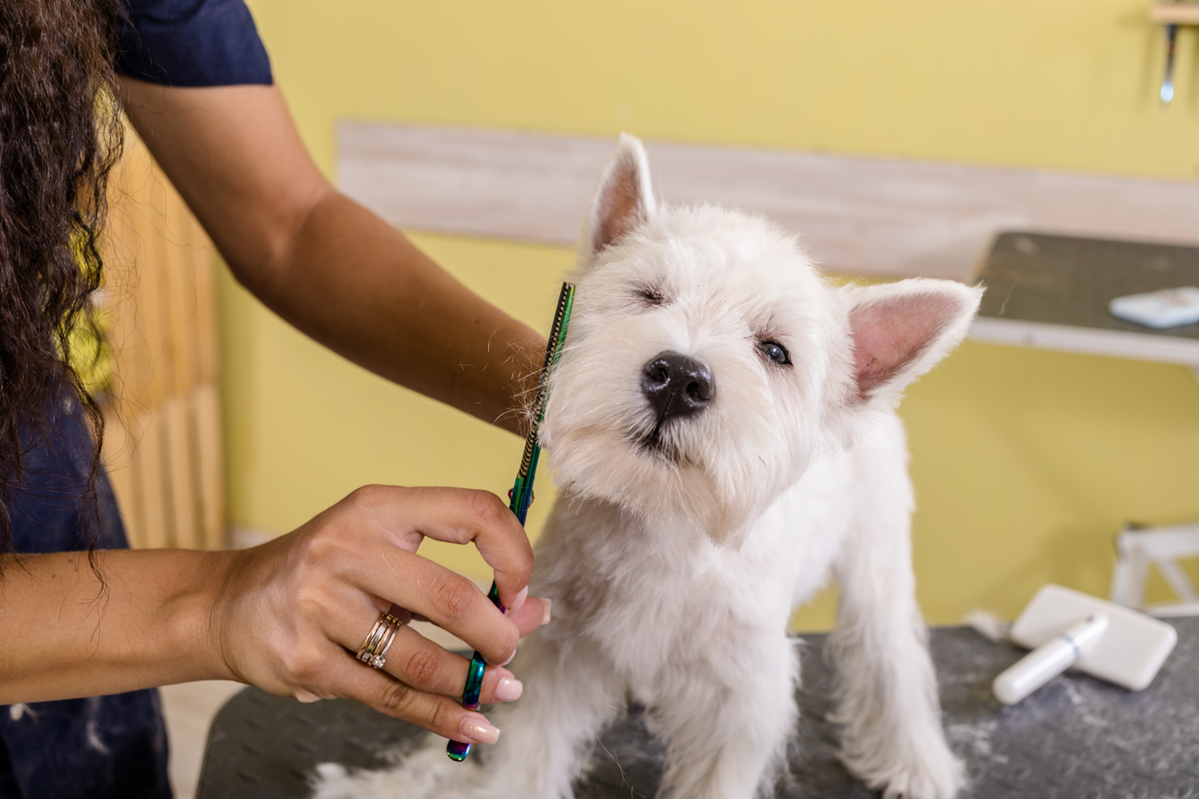 Grooming salon working place, pet shop.